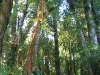 o_Bosque valdiviano siempre verde_JPG